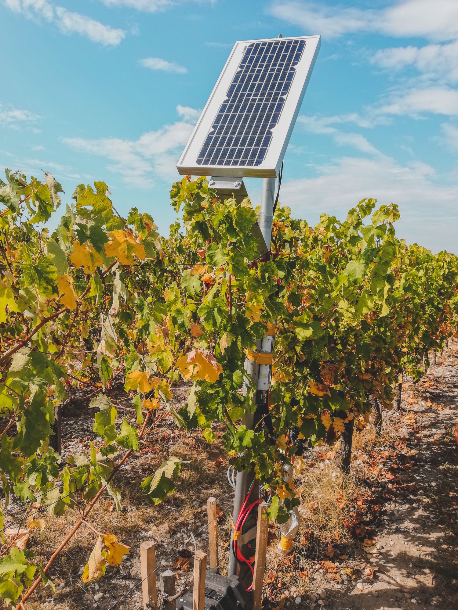 Panel solar instalado entre cultivos de una plantación