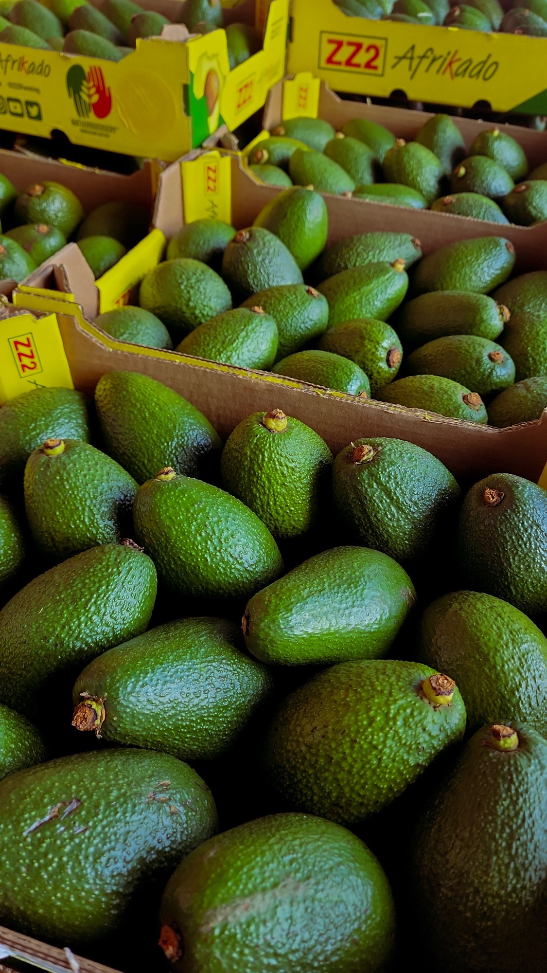 Aguacates verdes seleccionados y ordenados en cajas de cartón