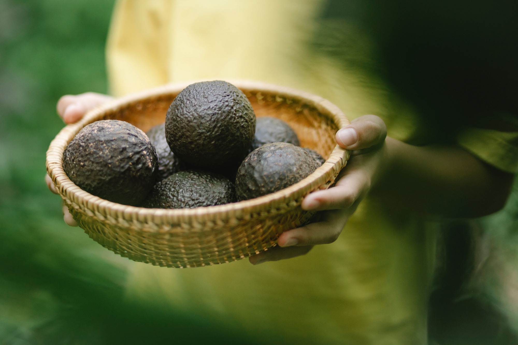 Productora sostiene una canasta llena de aguacates recién cosechados