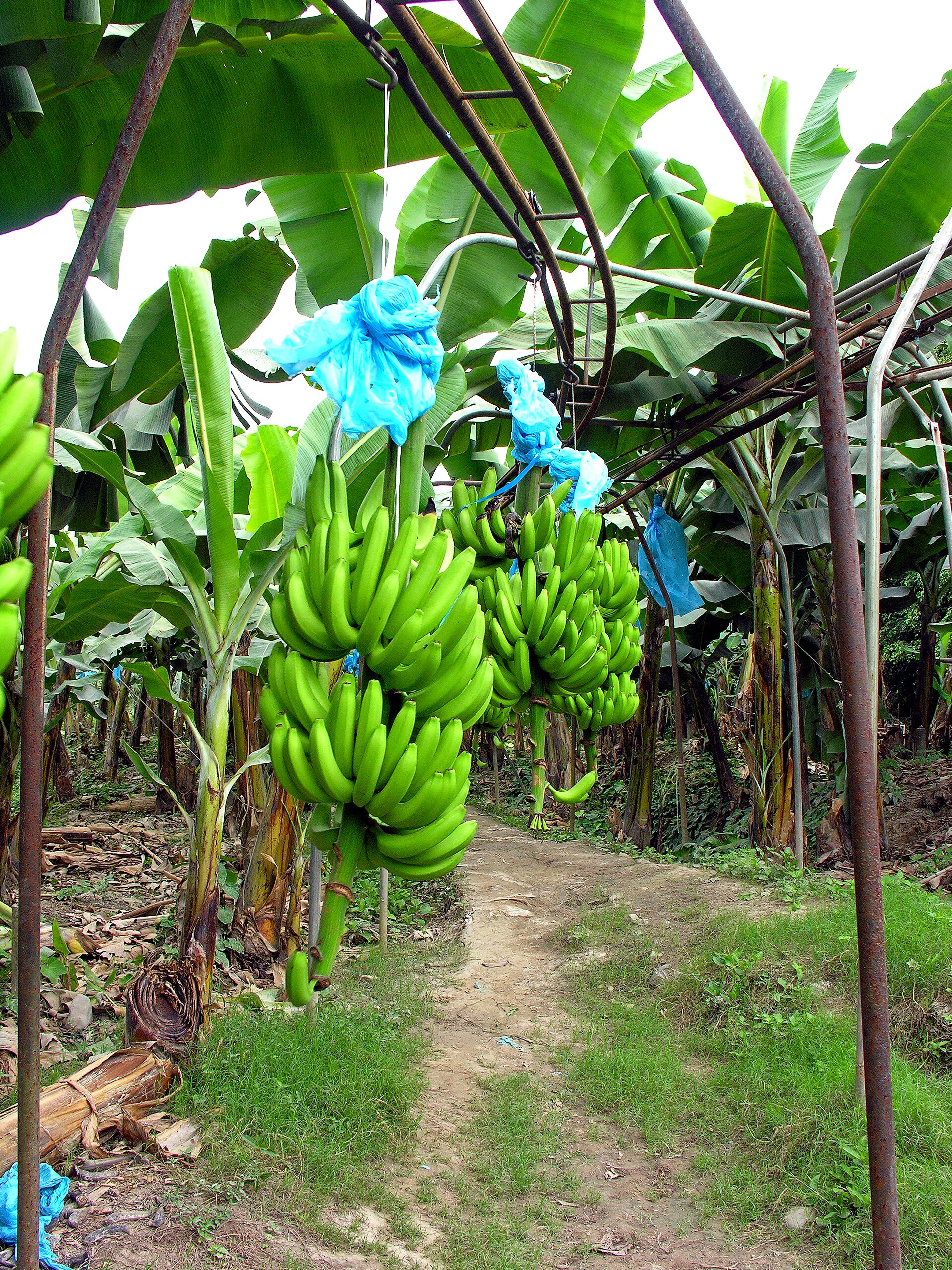 Infraestructura histórica para movilizar banano en Quiriguá, Guatemala