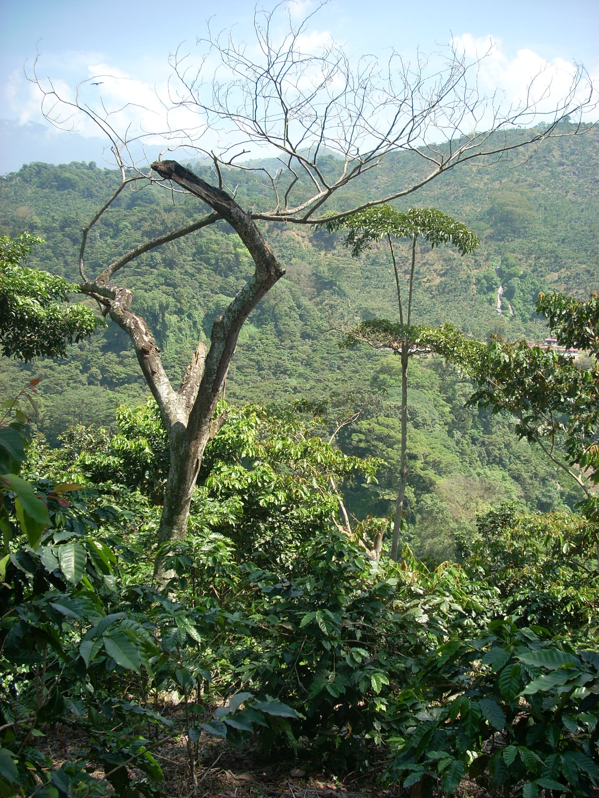 Cafetal de la finca Las Merceditas, Guatemala