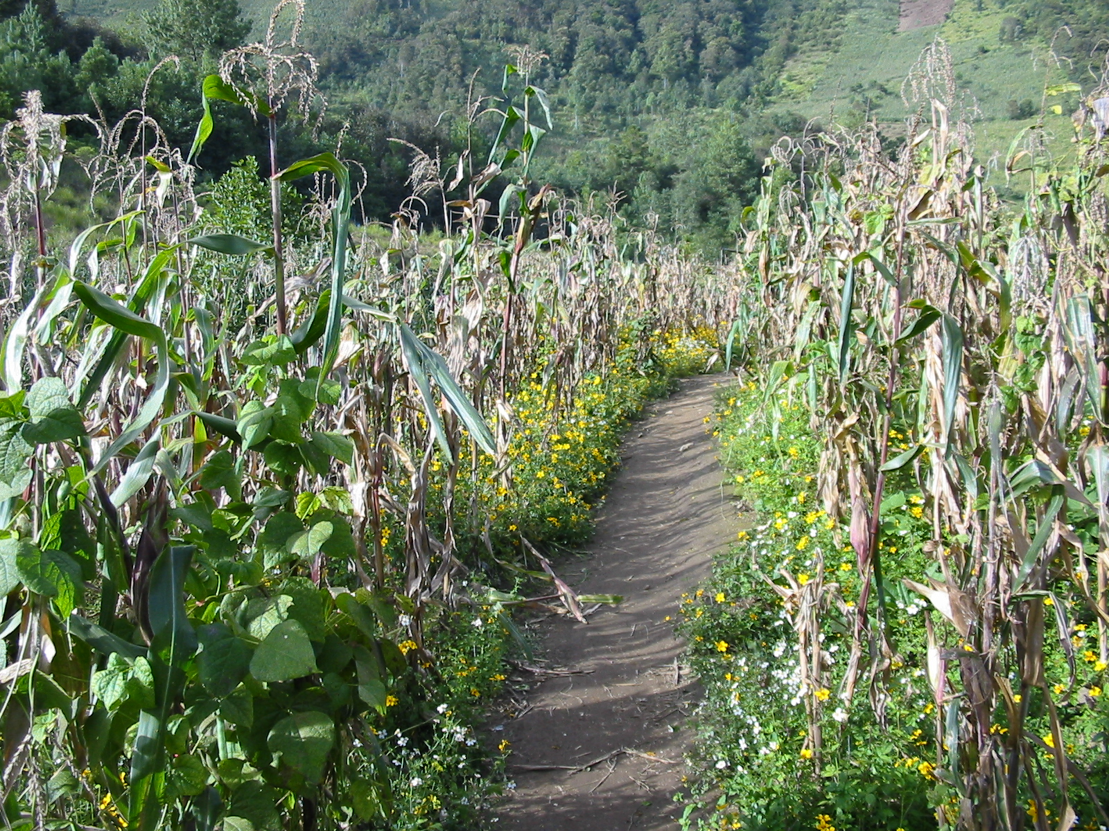 Milpa cultivada en Quiché, Guatemala