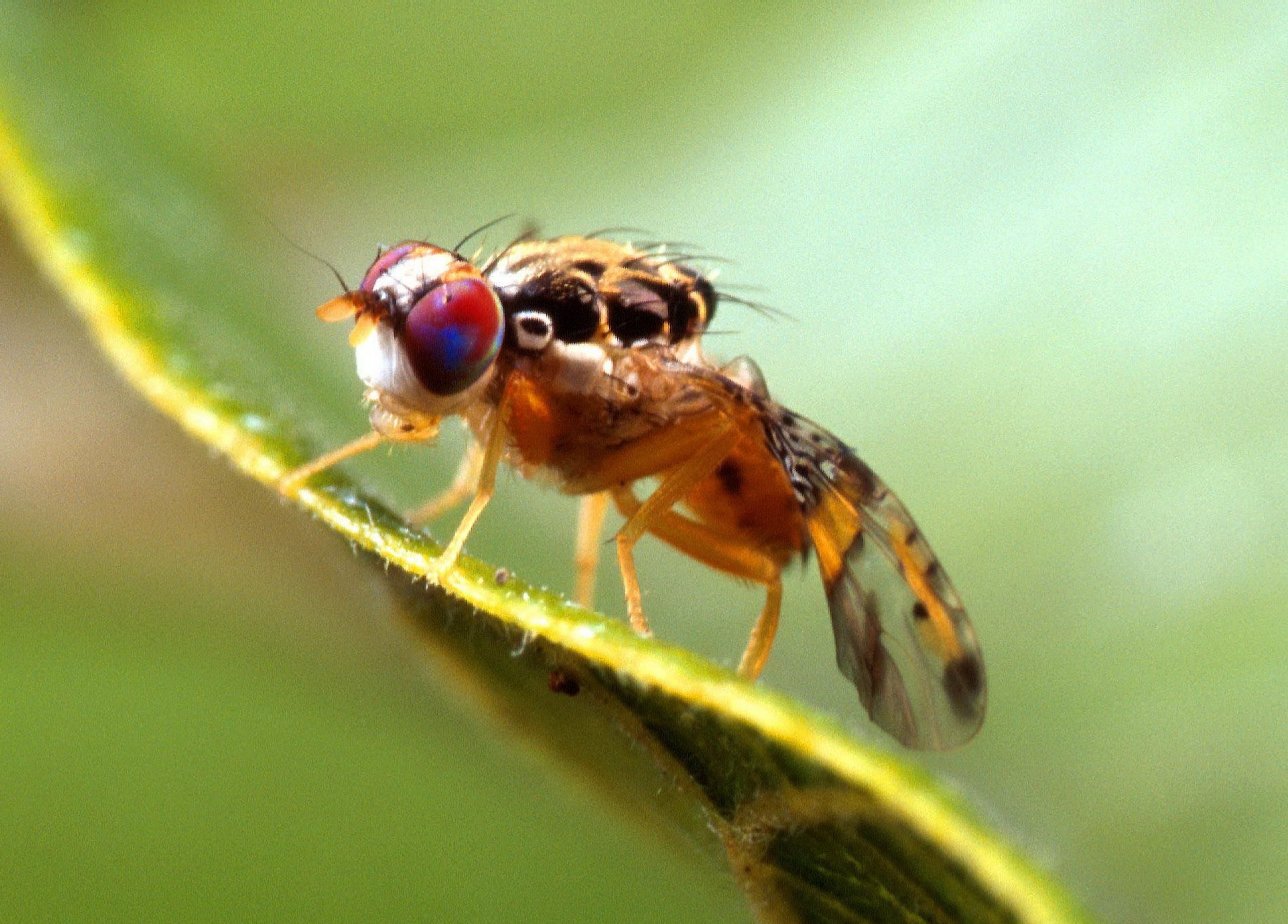 Ejemplar adulto de mosca del Mediterráneo visto en primer plano