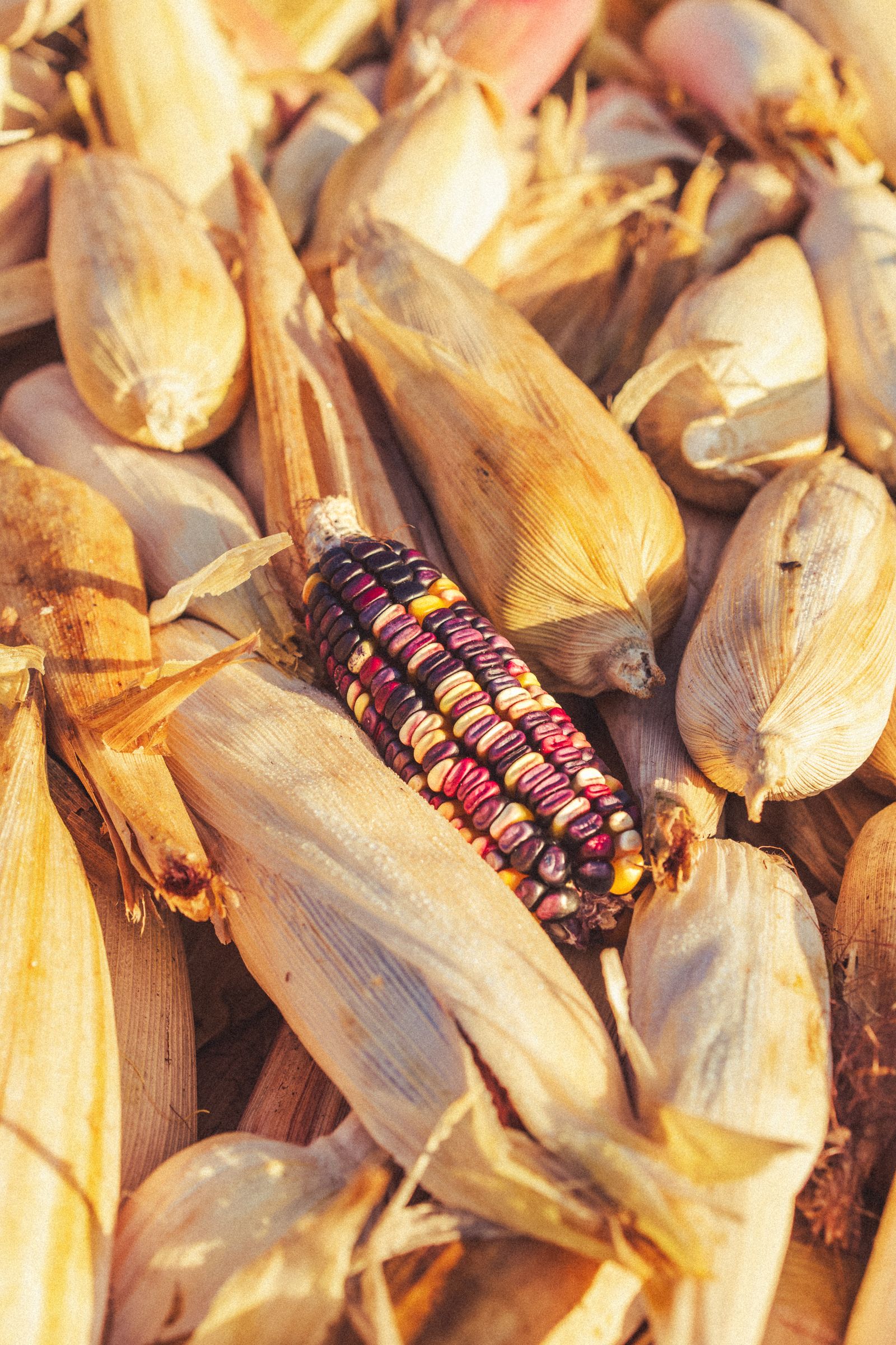 Mazorca de maíz multicolor que representa diversidad genética