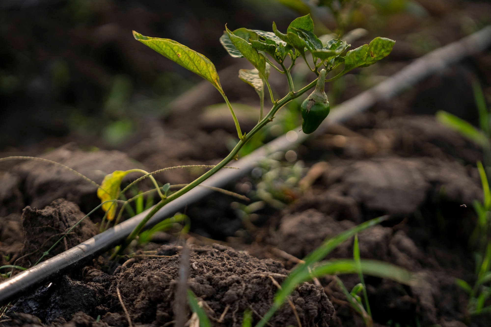 Planta joven cultivada con un sistema de riego por goteo