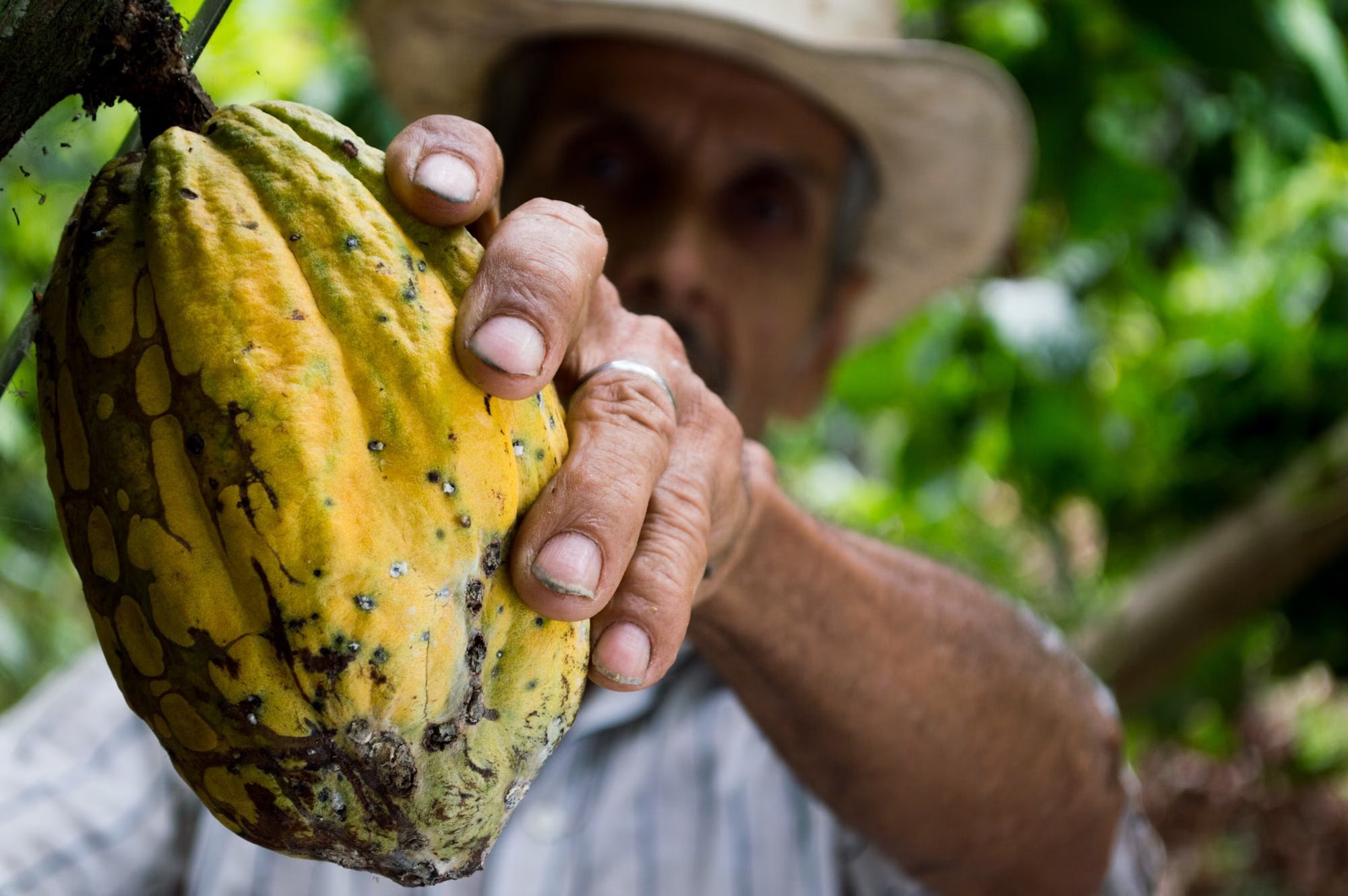 Mano de productor sosteniendo una mazorca madura de cacao en una plantación