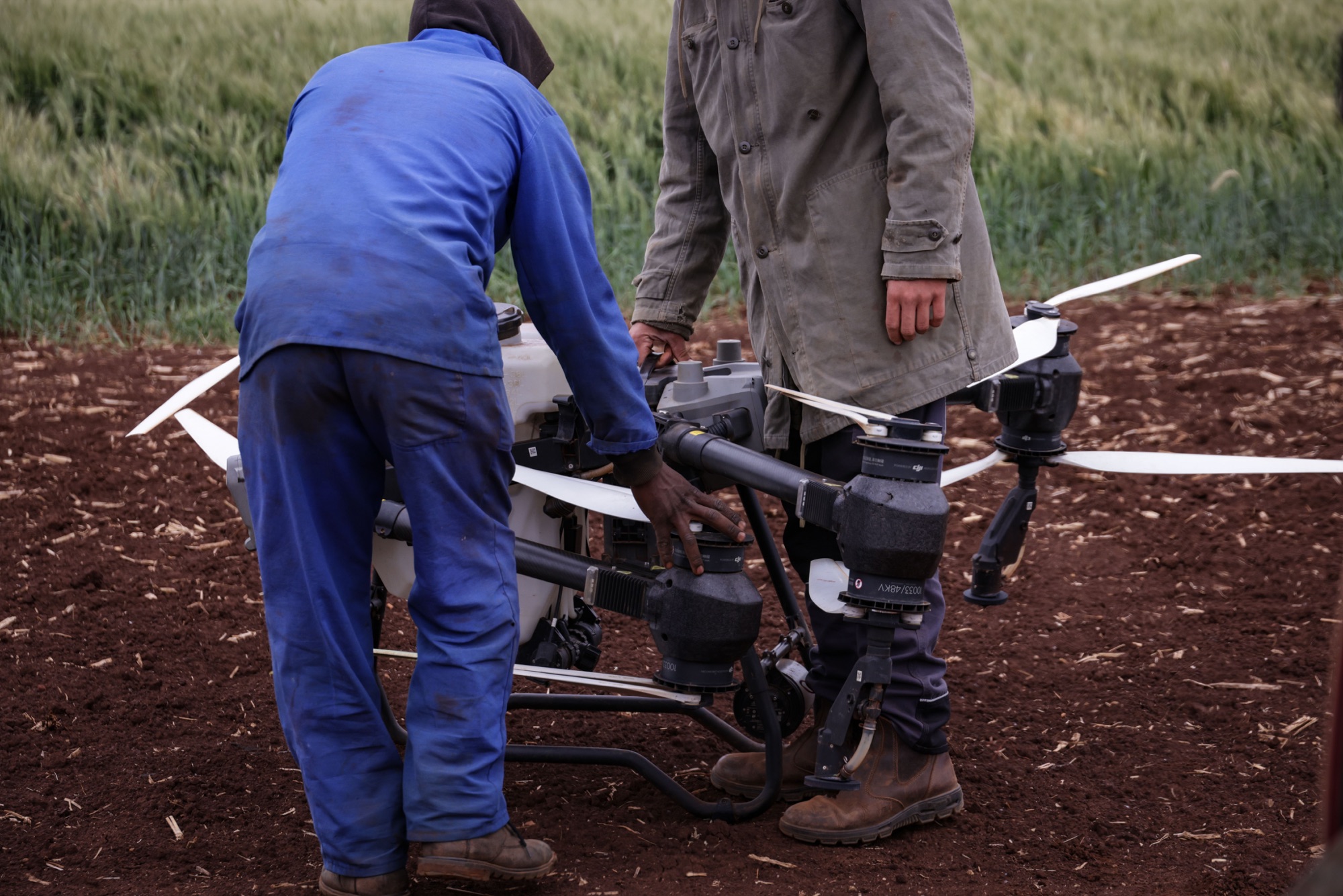 Agricultores operan un dron para monitorear cultivos en el campo